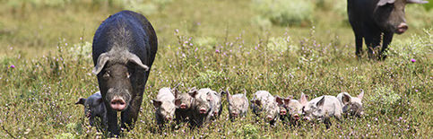 Schweine auf Weide